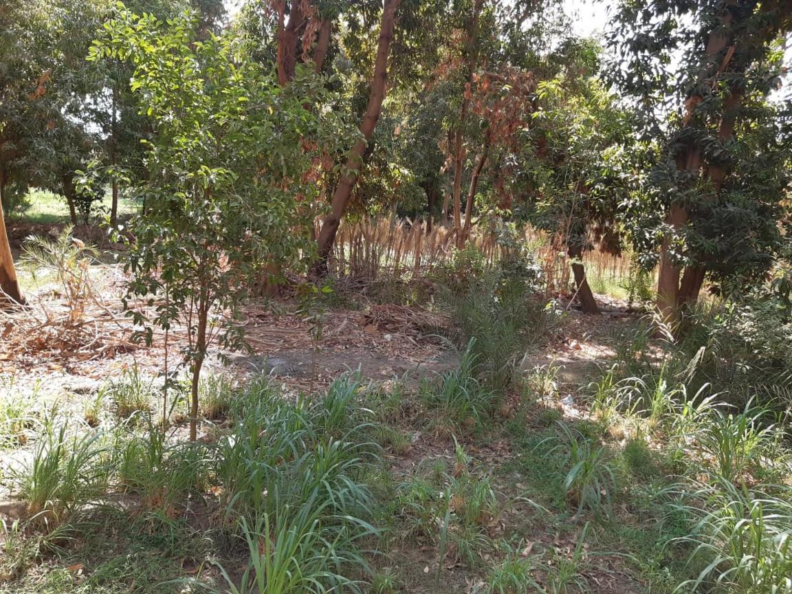 Freedom Nubian Guest House Assuan Esterno foto